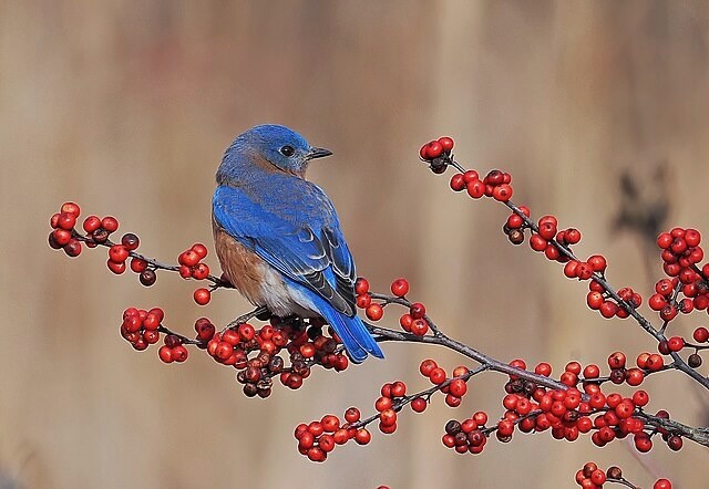 364 365 - Eastern Bluebird - Sialis sialis, Veteran's Park, Woodbridge, Virginia, December 30, 2023 (53432530033).jpg by Judy Gallagher is licensed under Creative Commons Attribution 2.0.